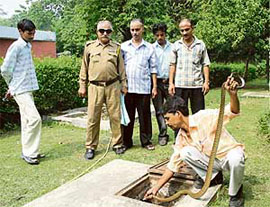 A six-foot-long snake being removed from the residence of the warden of hostel number 4, Panjab University, Chandigarh, on Wednesday.