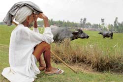 Ninety-year-old Banta Singh watches his cattle graze in the fields in Balana village in Kurukshetra district.