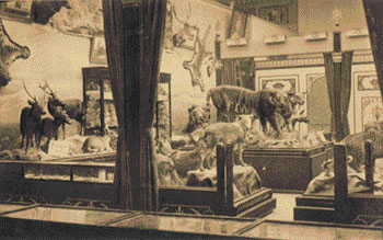 A Tucks post card of stuffed wild animals