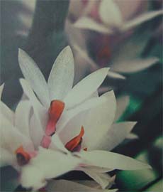 The Remix of Orchid