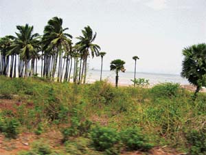 Windswept palms add to the idyllic charm of Bhimli