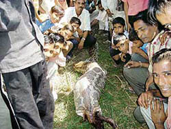 A 20-foot python trying to swallow a 40-kg goat on Sunday which it had preyed on Saturday in the jungles of Sunderpur-Bahadurpur in Yamunanagar. The snake, however, died on Sunday.