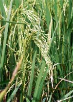 The basmati variety of rice which is grown on the Indo-Pak border