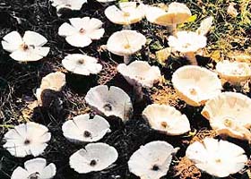 A bed of mushrooms in Nature Observatory Park in Sector 26, Chandigarh, look like blooms