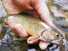 Rainbow trout