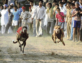 A dog race during a kabaddi cup organised by Vaidvan Sports Club, Mohali, on Friday