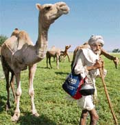 KING OF THE DESERT: An aged farmer grazes camels in the fields near Assandh in Karnal district