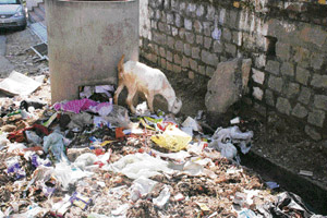 A kid looks for food in a huge pile of garbage near Centre Point, Dharamsala, on Tuesday