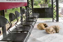 This bus stop near Sukhna Lake in Chandigarh speaks volumes about the administration’s apathy in dealing with the stray dog menace.