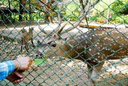 A visitor feeds a deer at Manda National Park in Jammu