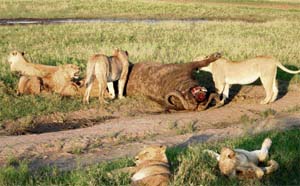 An unforgettable sight at the reserve: A pride of lions tucking into a buffalo while the satiated lionesses laze nearby