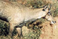 A metal noose has cut through the skin and is lodged deep in the neck