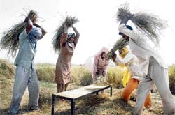The traditional way of winnowing goes on in PAU farms, giving the mechanical method a go-by.