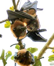 Bats hang from a tree in the Civil Hospital in Karnal.