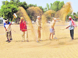 Work in full swing at the Chamkaur Sahib grain market on Sunday