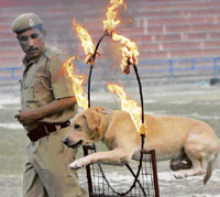A Haryana police dog jumps through a fire ring as its handler looks on during the first dog show in Madhuban on Friday.