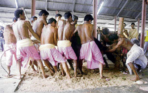 Devotees sever a buffalo calfs head as part of a sacrifice, during the Durga Puja religious festival in Agartala, capital of Tripura, on Saturday.