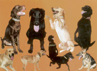 Some of the canine members of the Haryana police
