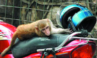 A monkey attempts to take away helmet locked on a motorcycle parked near South Block in the Capital on Monday.