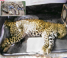 Bodies of two leopards were recovered, one from Naoulakha village and another from Sidhkothi village, in Sundernagar on Monday.