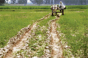 Even as the new generation of farmers is fast adopting mechanised methods and using tractors for ploughing and transport purposes, the old generation still believes in the use of the trusted bullock cart.