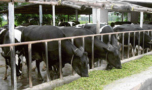 A view of Harchand Singhs dairy farm in Garanga village near Morinda.