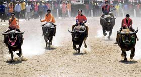 Jockeys compete during Chonburi's annual buffalo races festival, nearly 75 km southeast of Bangkok
