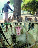 A man feeds monkeys at Sardar Patel Marg and (below) a monkey in a cage after being caught by trappers at the Delhi Ridge forest in the Capital on Thursday. Monkeys attacked the Deputy Mayor of Delhi who fell from the balcony of his house and died on Sunday.