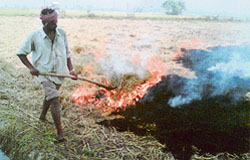 A farmer burns paddy straw in a field near Mullanpur