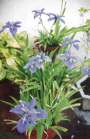 Purple irises in bloom