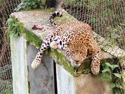 A leopard looks at visitors curiously from its enclosure at Gopalpur Zoo, near Palampur
