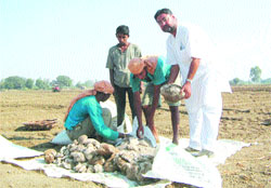 Farmer Harkiran Singh Khara shows the inferior quality DAP fertiliser supplied by the co-operative society