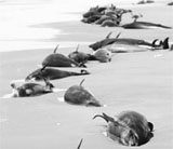 Dolphins washed up off the port of Jask in southern Iran on Friday.