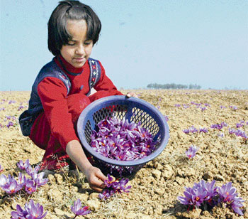 A Kashmiri girl picks saffron flowers from the fields in the famous saffron town Pampore in Pulwama district as the crop is ready for harvest on the Srinagar-Jammu national highway in Srinagar