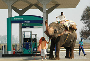 An elephant takes a break at a petrol pump along with its mahout in Bathinda.