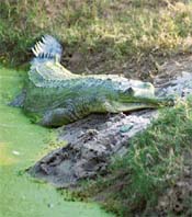 A gharial basks in the sun at the Pipli mini-zoo in Kurukshetra district.