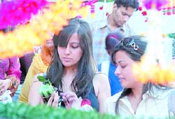 Dazzling Festivities: As Divali is drawing near residents are picking up candles and other gifts for adding glitter to the festival of lights in Model Town, Jalandhar. 