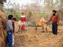 Mehar Singh, a farmer, along with his family, feeds a blue bull at his farm near Nurpur Bedi