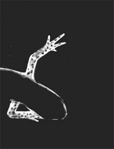 Scientists have found a key protein that helps newts and similar reptiles regenerate severed limbs and which may guide future research into human regenerative medicine