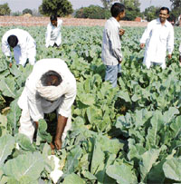 Satish (extreme right), a farmer of Daha Jagir village, on his farm.