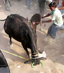 A bull being prepared for a fight at Gandhi Maidan in Ambala on Saturday.