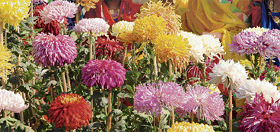Chrysanthemums come in various shapes and colours.