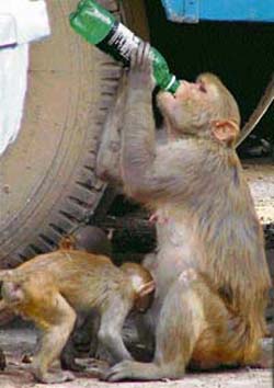A monkey enjoys a soft drink, snatched from a commuter at the bus stand in Gurgaon, on Monday. 