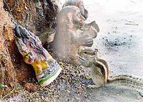 A squirrel sits in front of an idol in Ludhiana as if it was praying to God