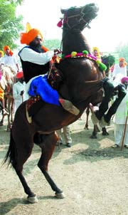 A horse rider performs on the first day of heritage festival that started in Bathinda on Friday.
