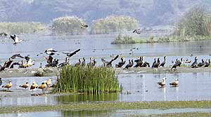 Rudy shelducks (surkabh) and great cormorants present in large numbers at the Nangal lake.