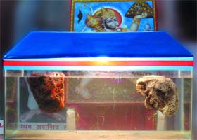 The floating holy stones of Ram Setu lying at the RSS office in Bathinda