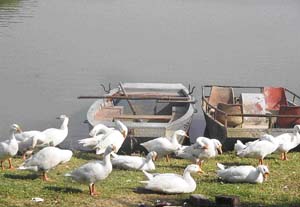With the weather changing, ducks enjoy the early morning sun.