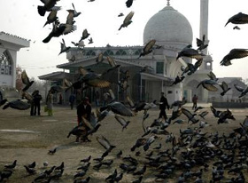 Tourists feed pigeons in front of Hazratbal Shrine in Srinagar on Tuesday.