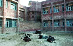 Stray cattle have made the DIET campus their abode.